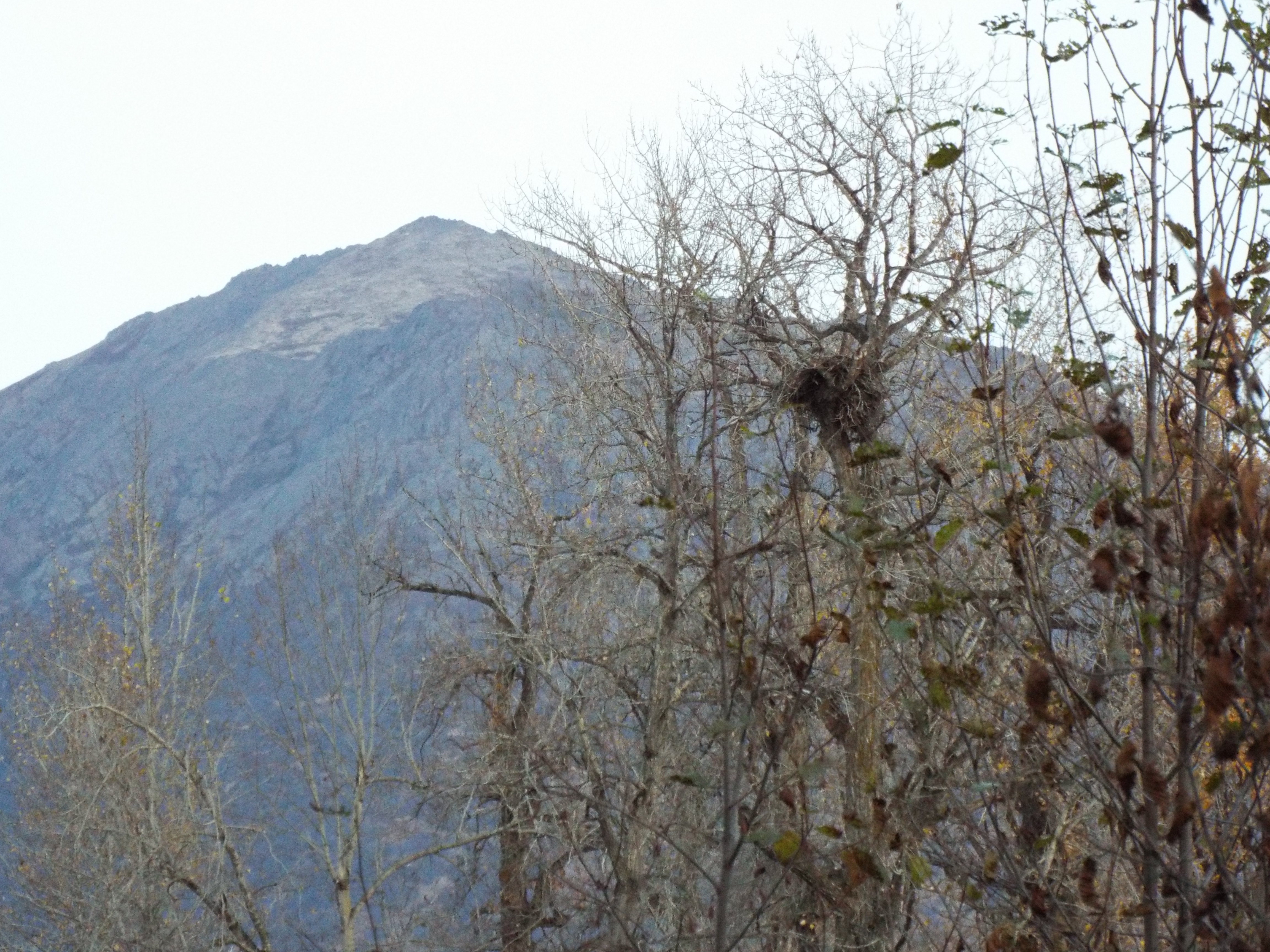 birdnest