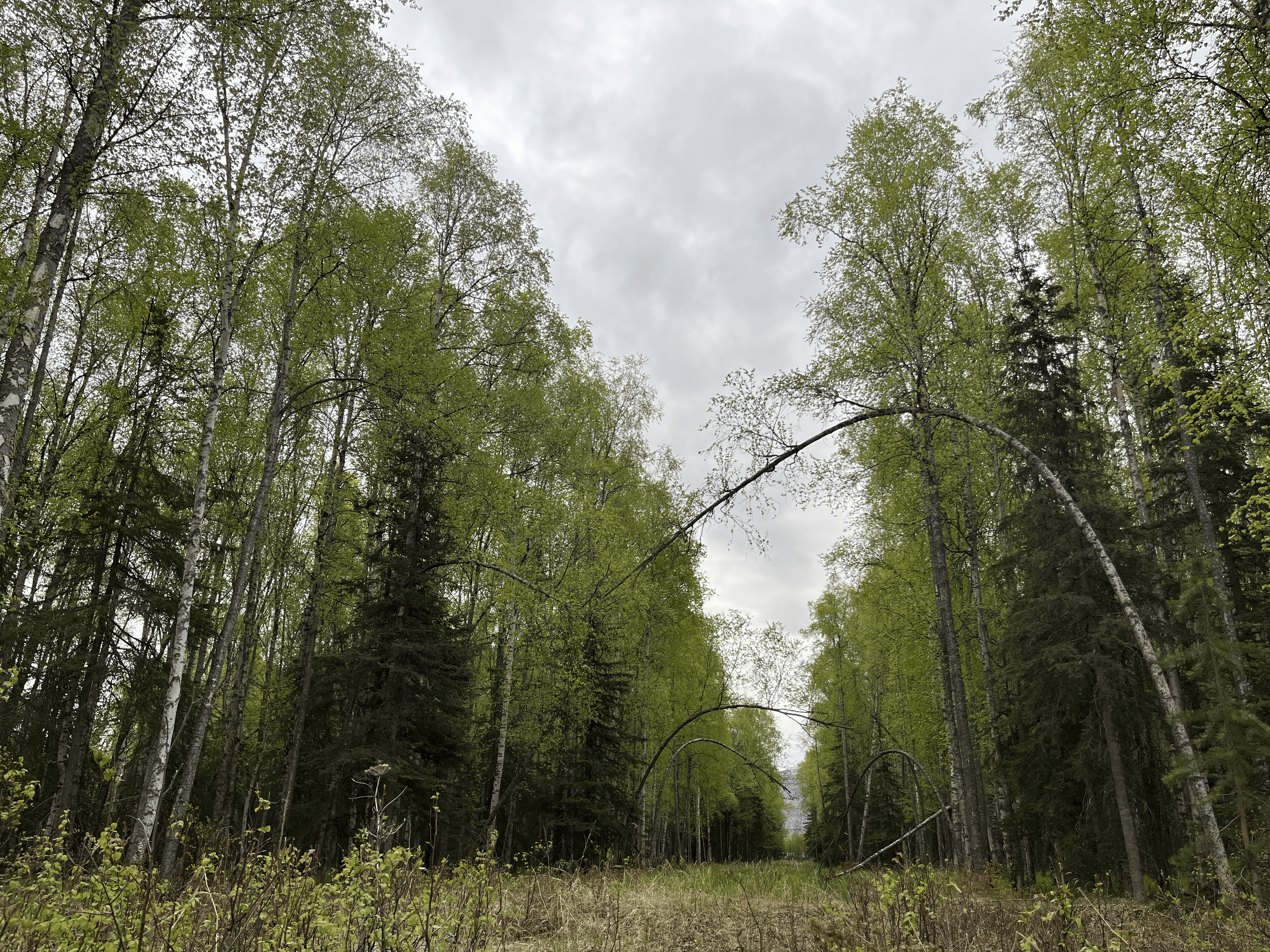 forest-arc