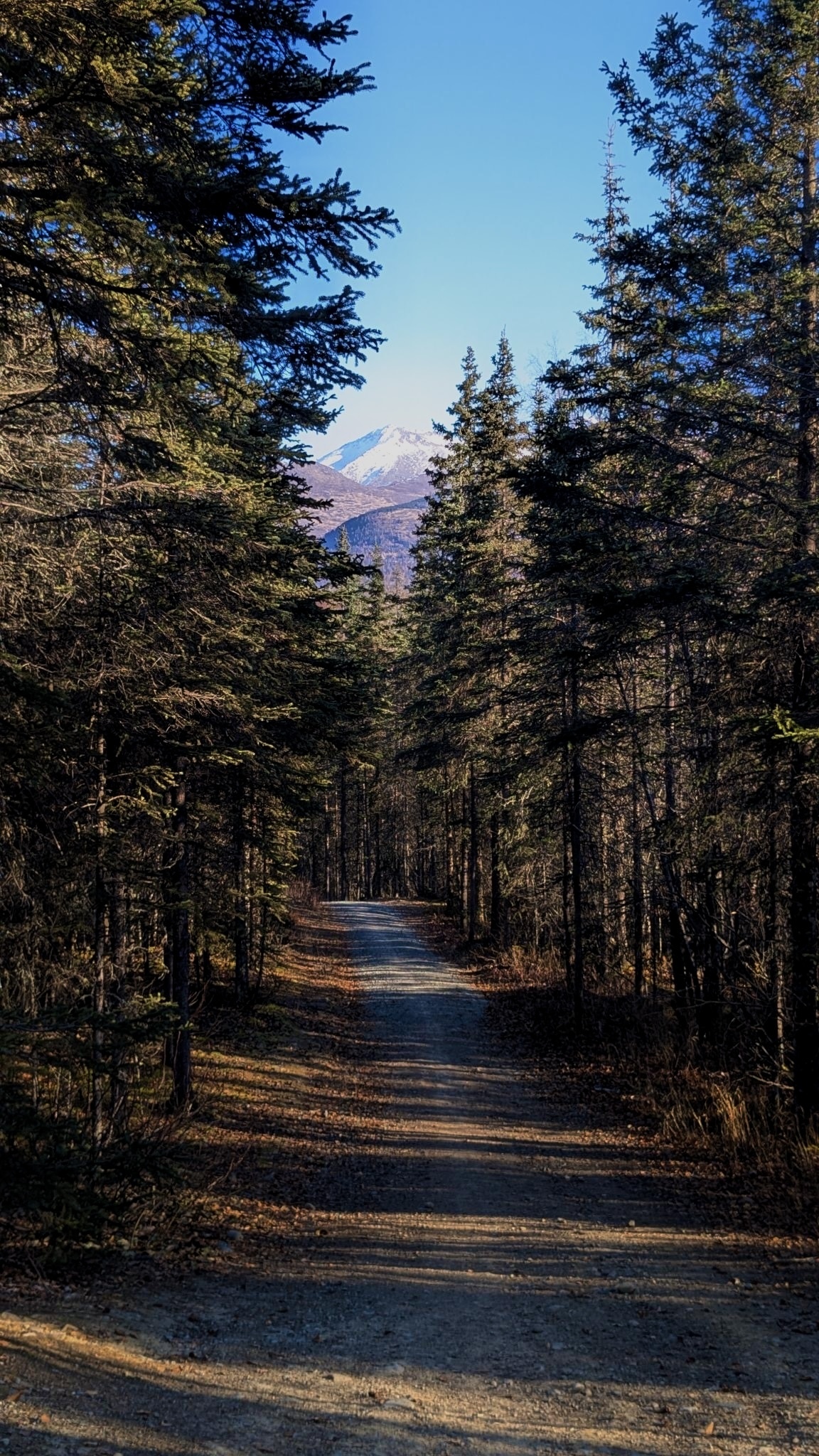 forest-trail