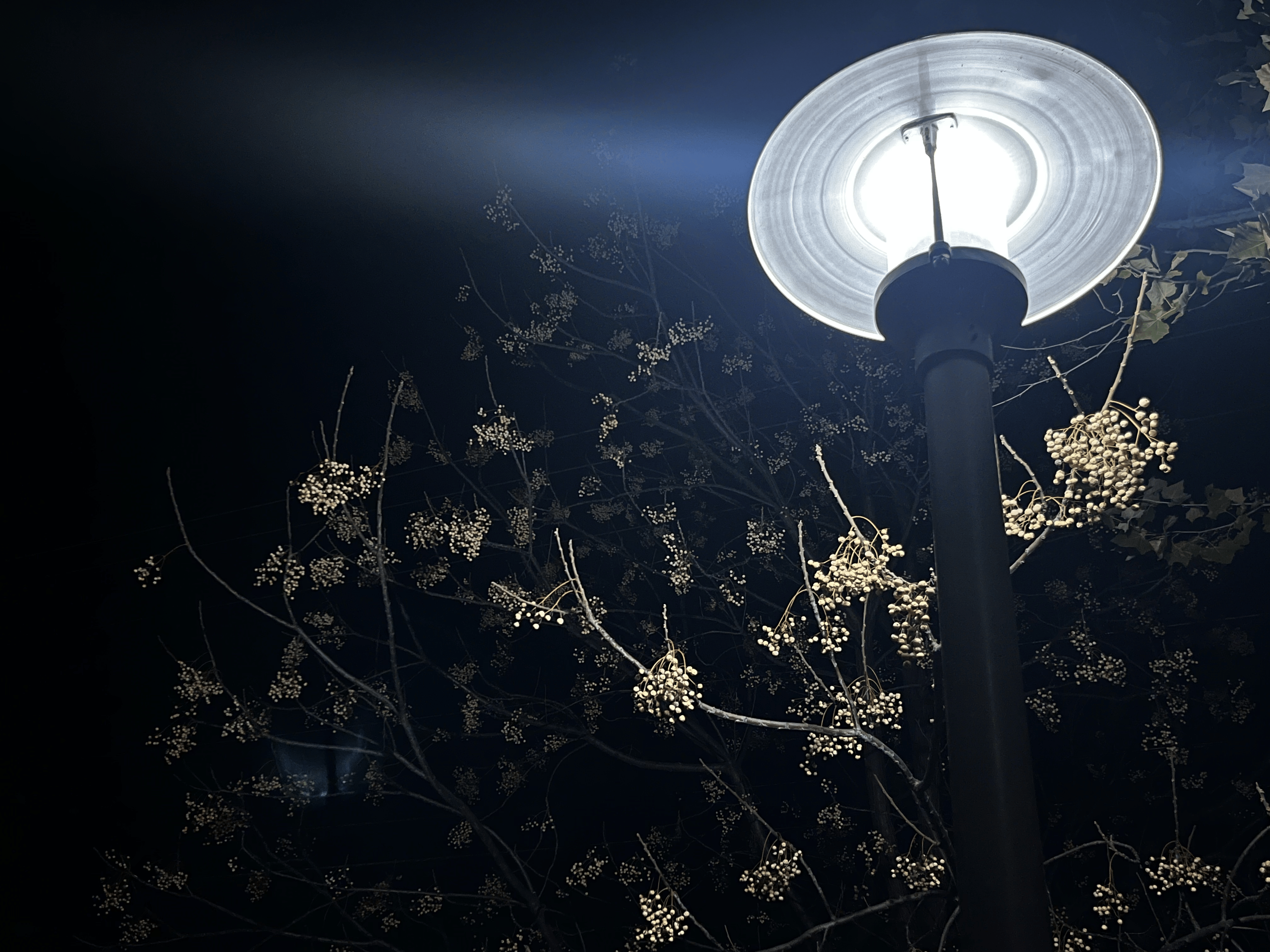 lamp