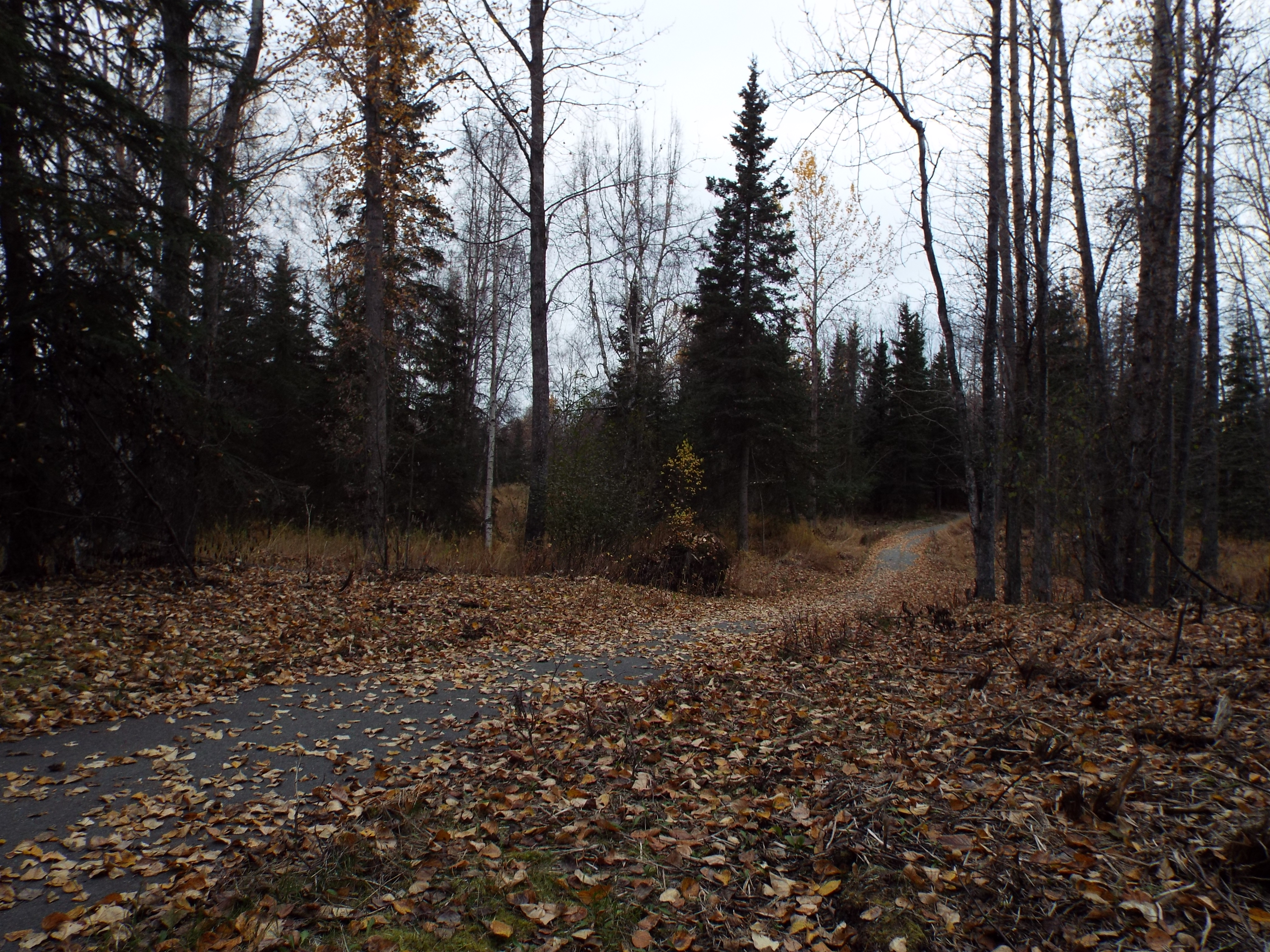 leafypath