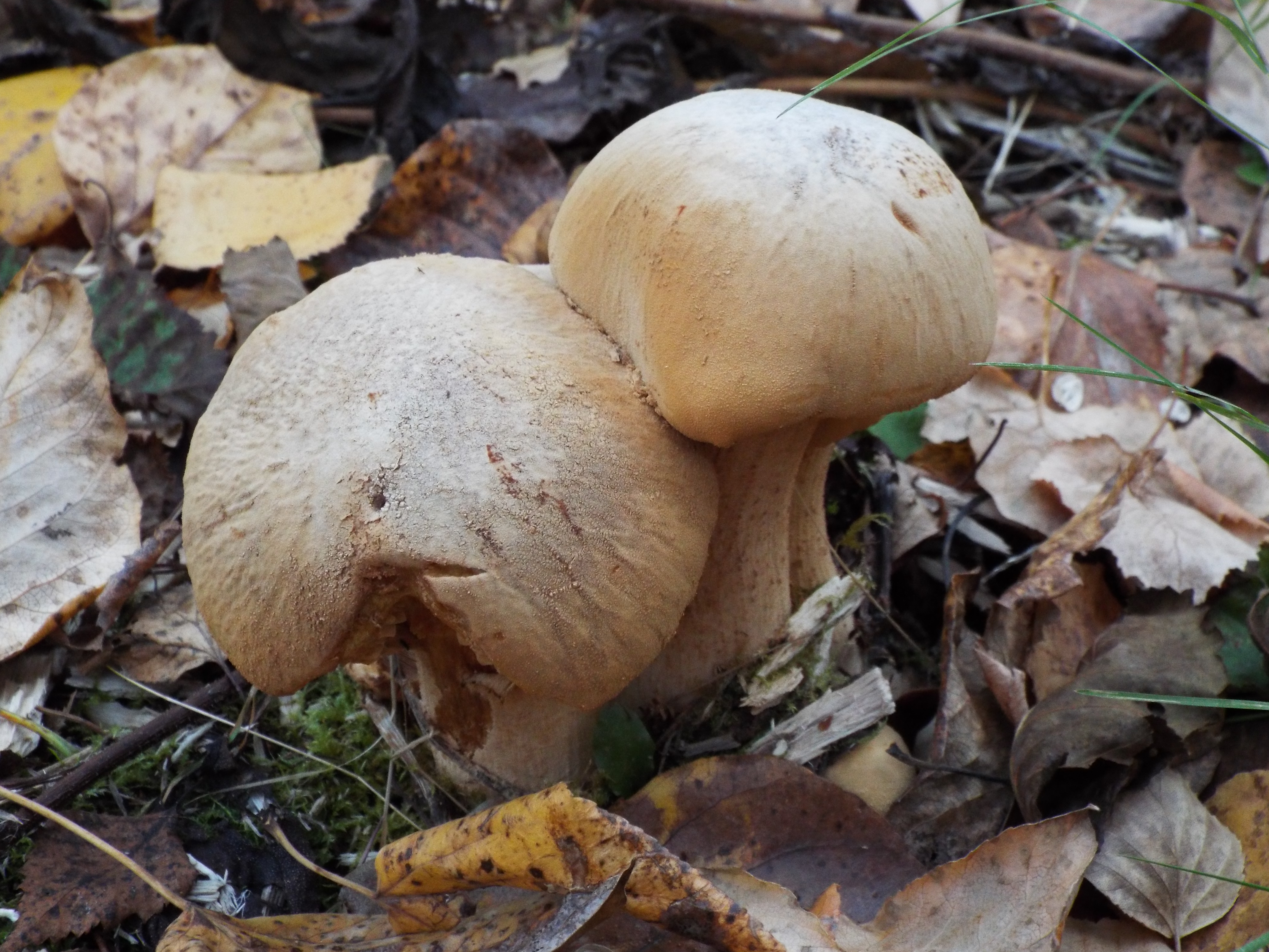 mushrooms