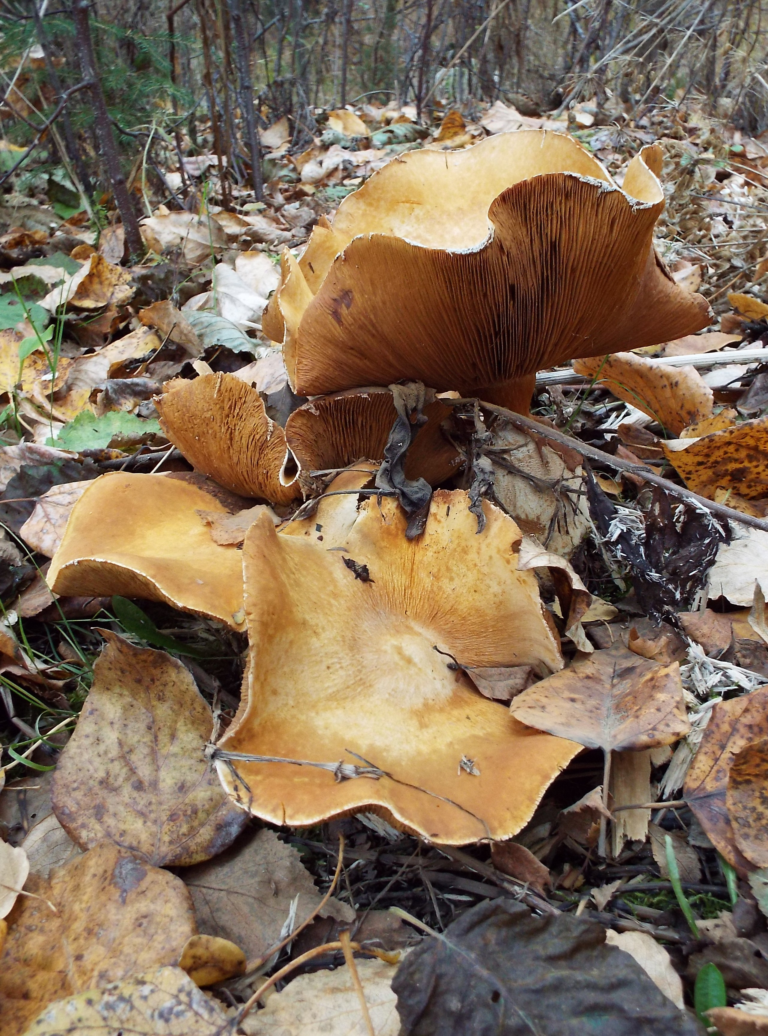 mushrooms2